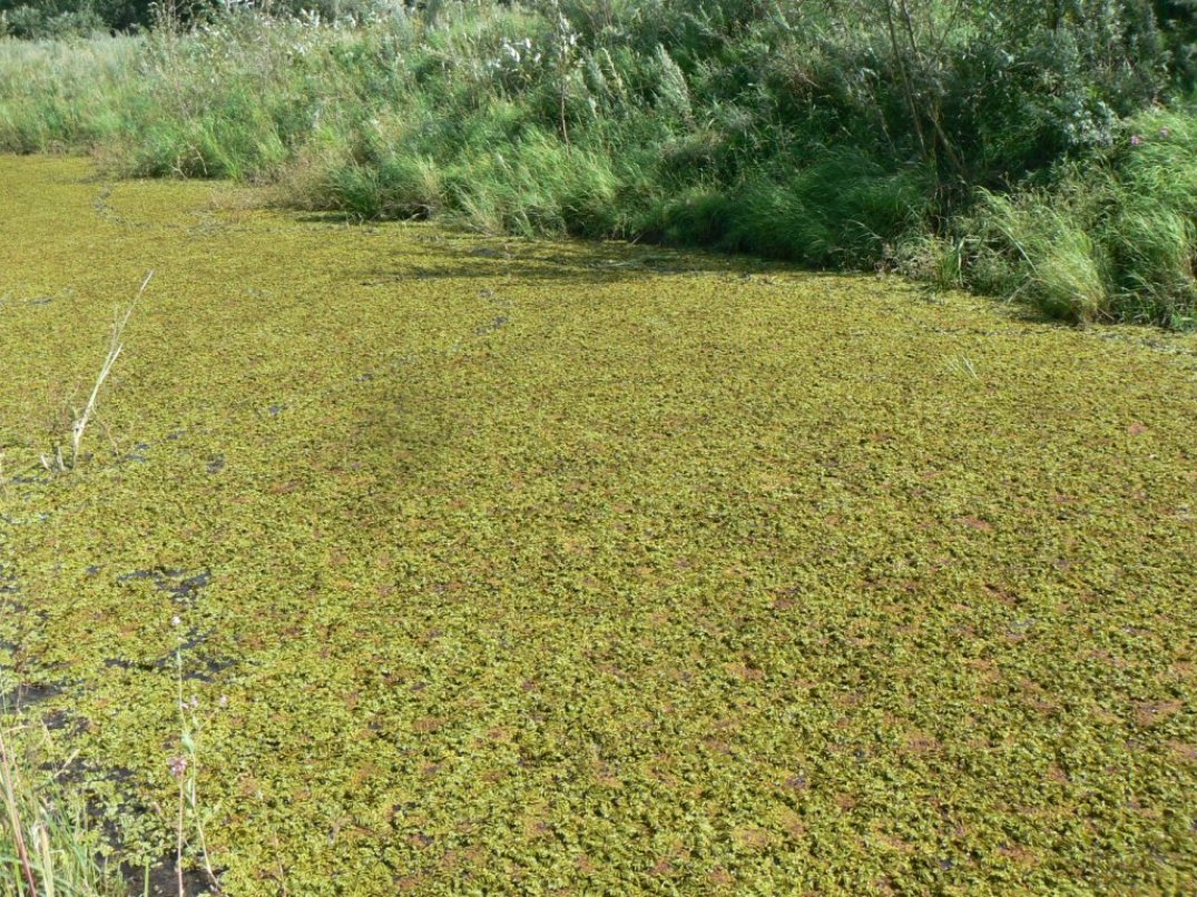 Image of Salvinia natans specimen.