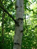 Betula platyphylla. Средняя часть ствола. Амурская обл., Бурейский р-н, окр. с. Виноградовка, березняк, поляна. 28.07.2016.