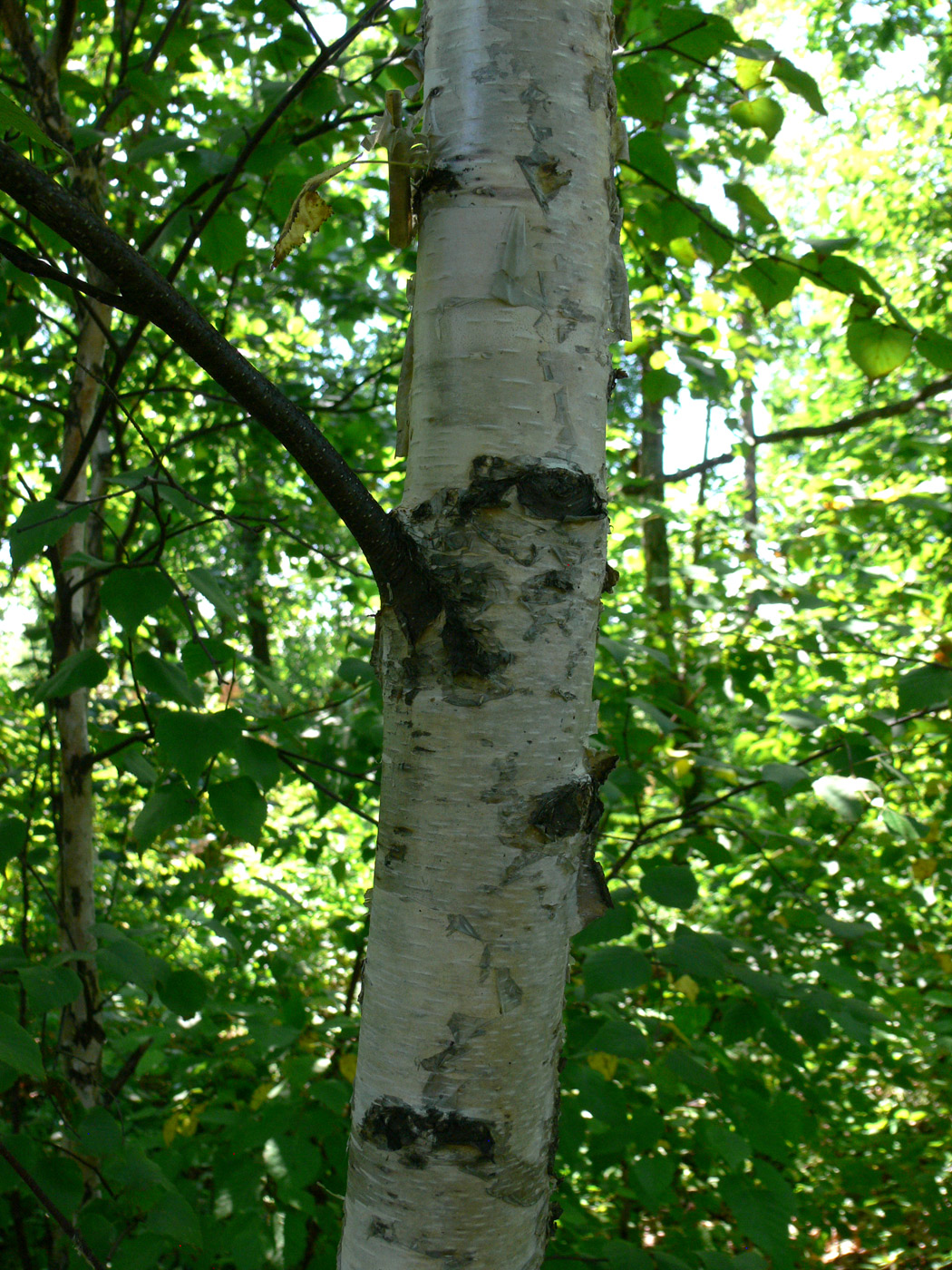 Изображение особи Betula platyphylla.