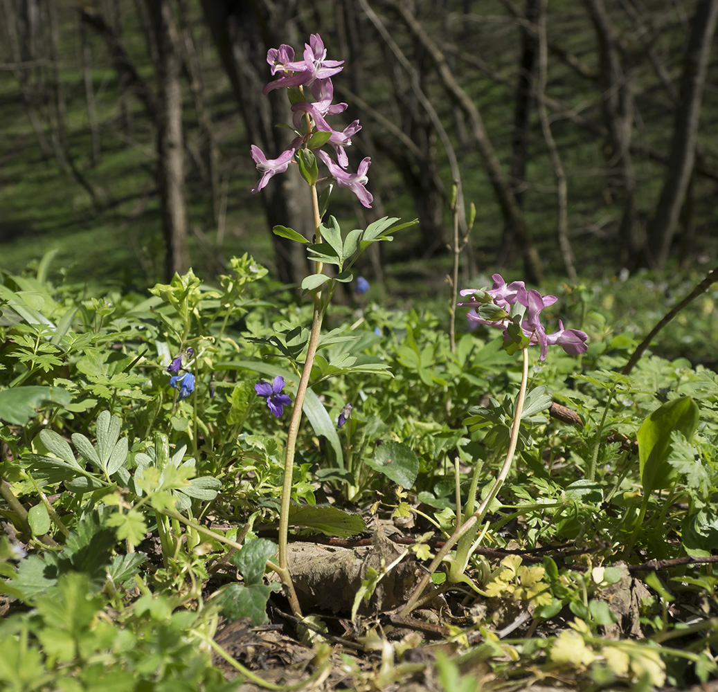 Изображение особи Corydalis caucasica.