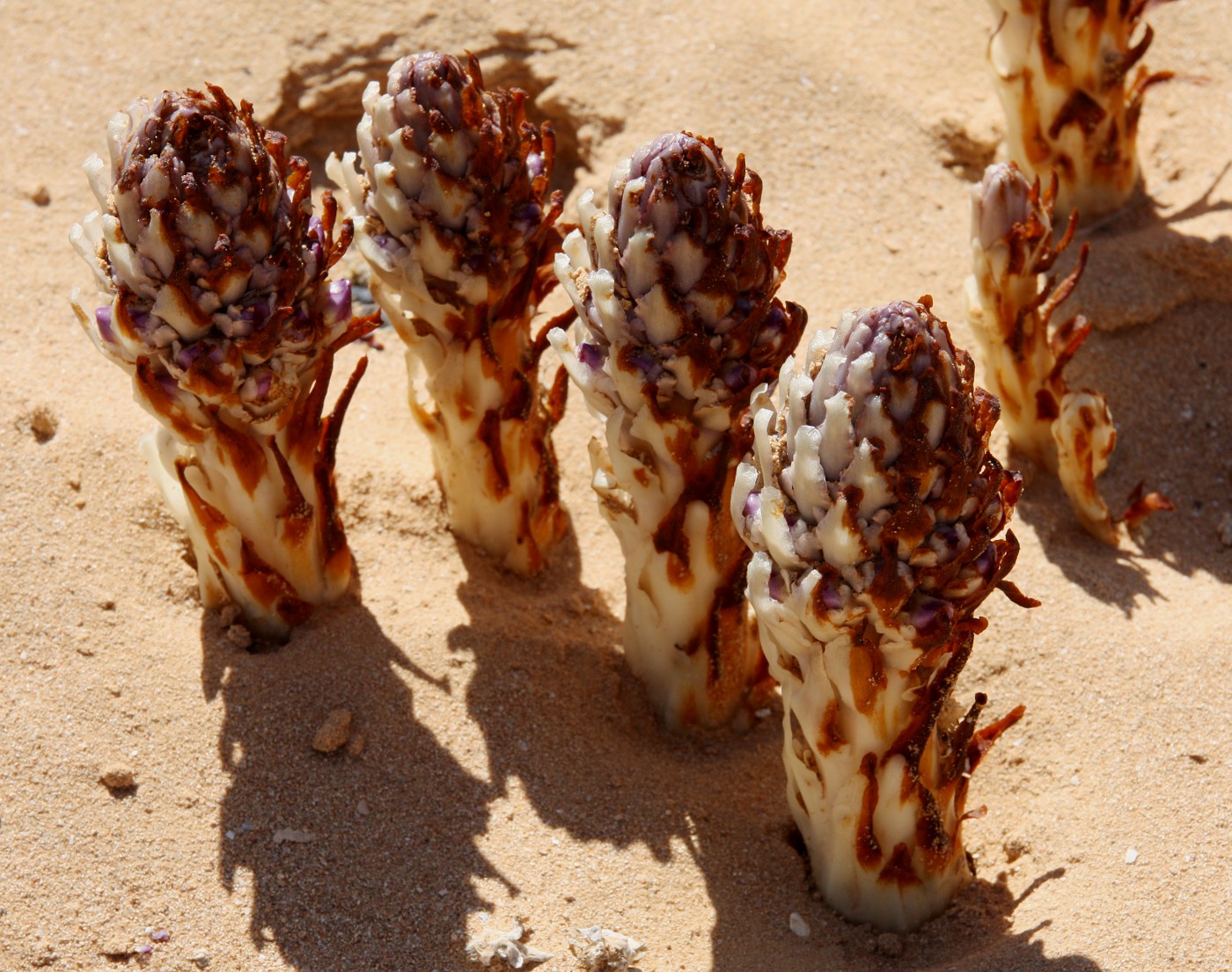 Image of Cistanche violacea specimen.