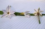 Ipheion uniflorum