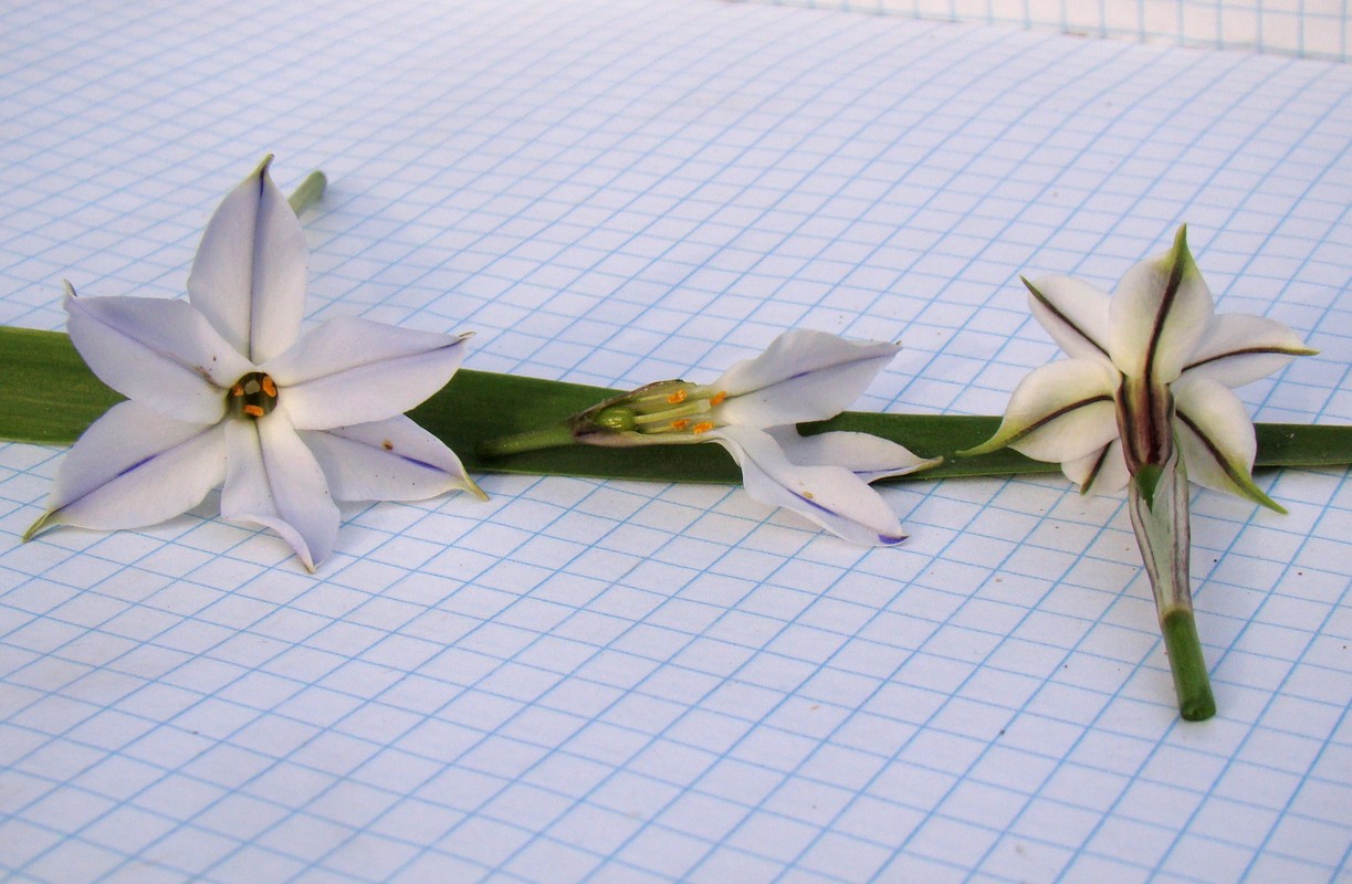 Image of Ipheion uniflorum specimen.
