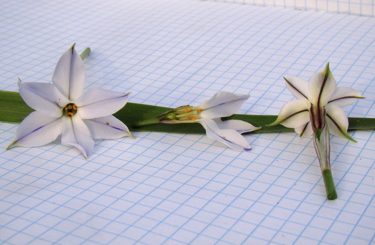 Image of Ipheion uniflorum specimen.