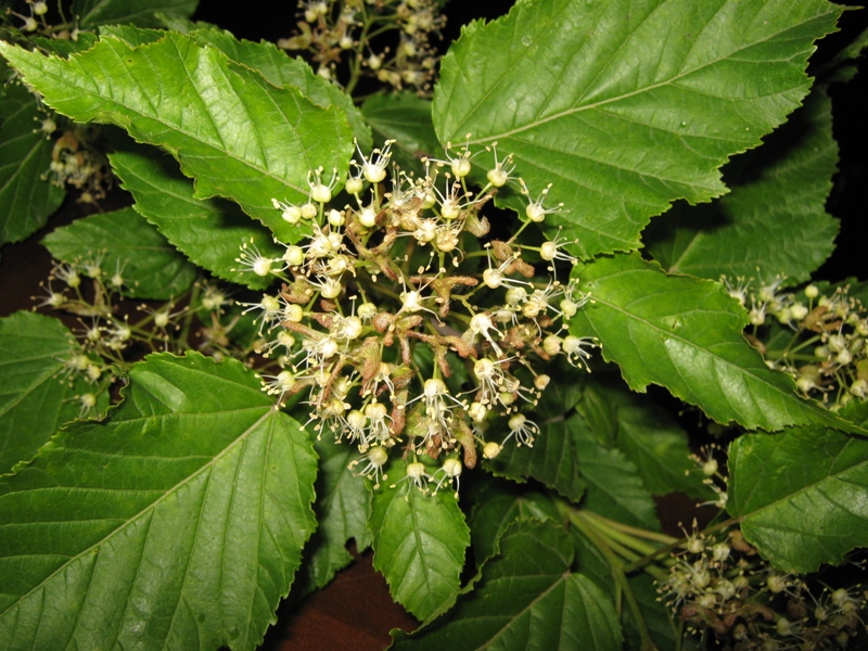 Image of Acer tataricum specimen.