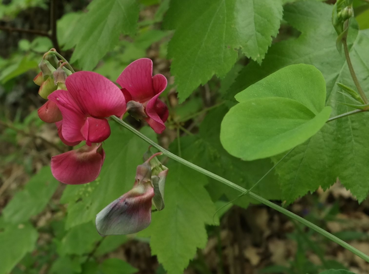 Изображение особи Lathyrus rotundifolius.