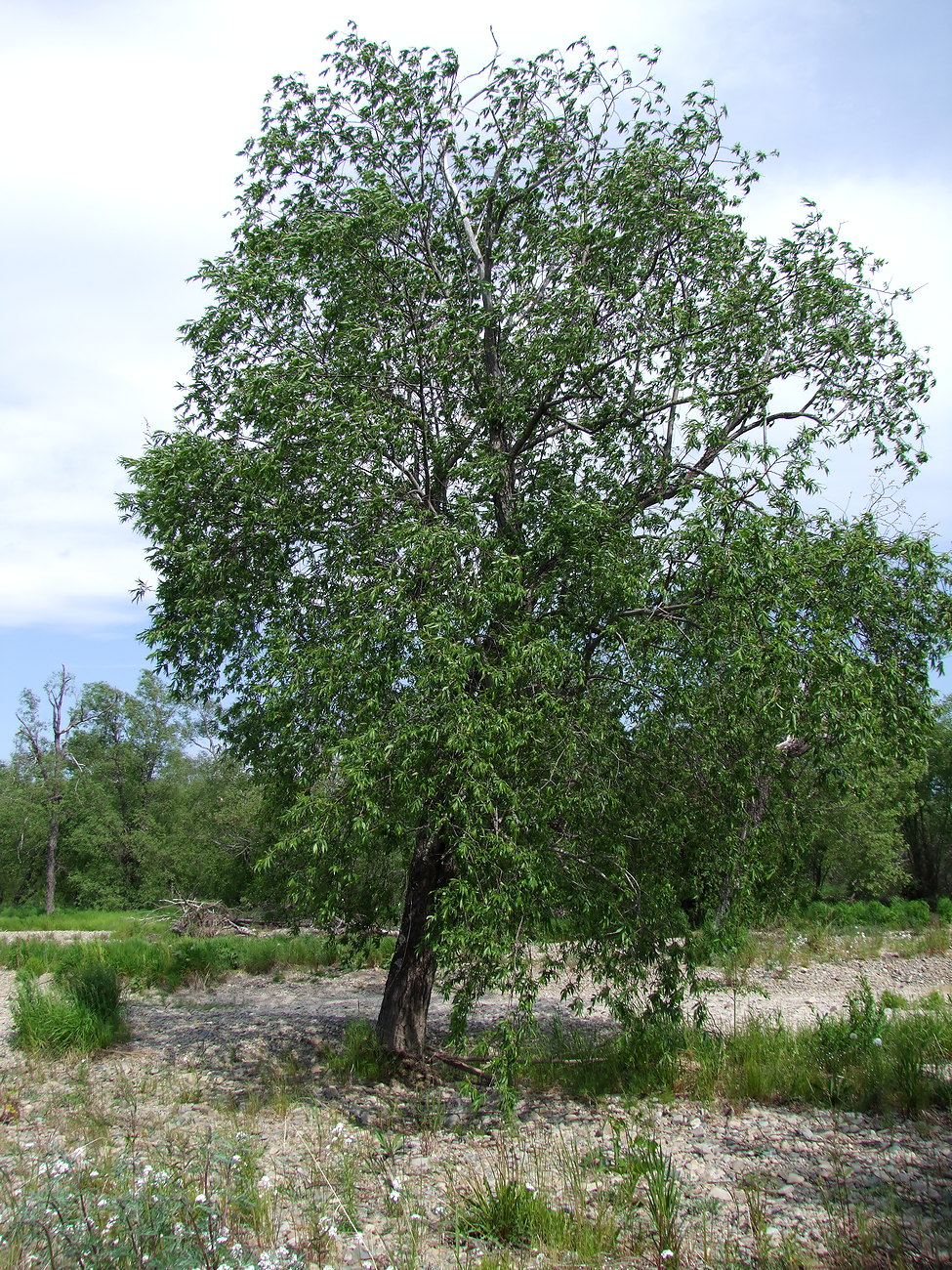 Image of Salix rorida specimen.