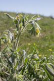 Onosma microcarpa