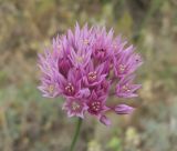 Allium rubellum. Соцветие. Дагестан, Кумторкалинский р-н, склон горы. 06.05.2018.