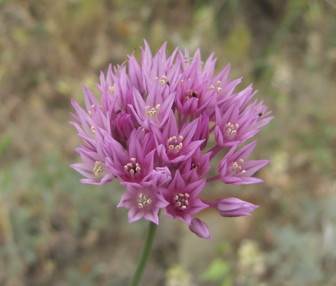 Image of Allium rubellum specimen.