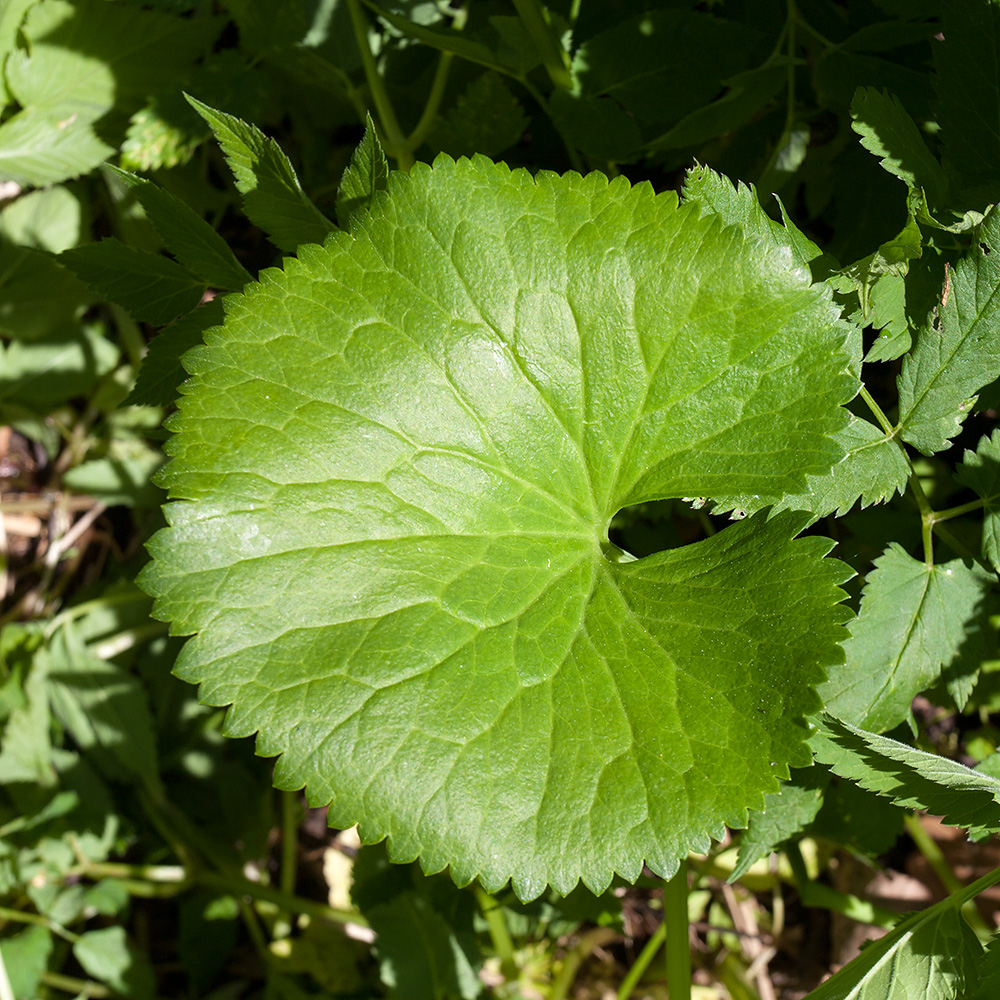 Image of Ranunculus cassubicus specimen.