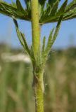 Potentilla recta