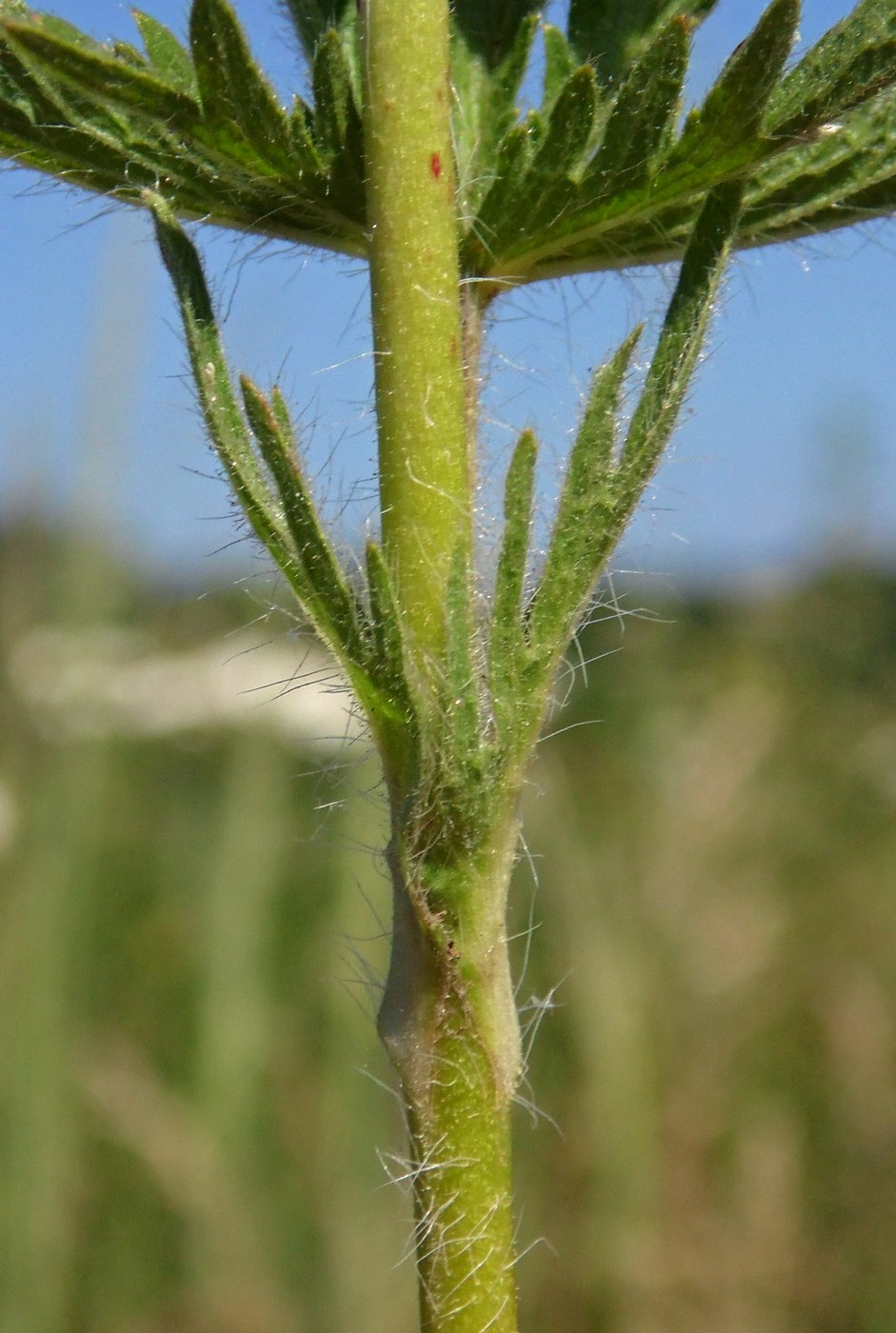 Изображение особи Potentilla recta.