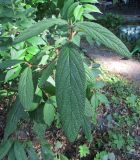 Viburnum rhytidophyllum