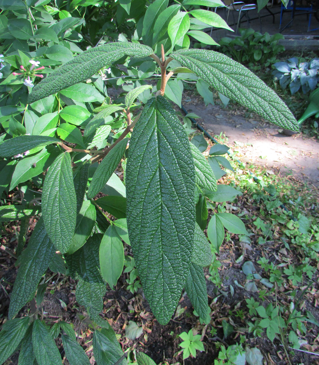 Image of Viburnum rhytidophyllum specimen.