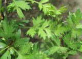 Crataegus pallasii. Листья. Дагестан, окр. г. Дербент, у лесной дороги. 08.05.2018.