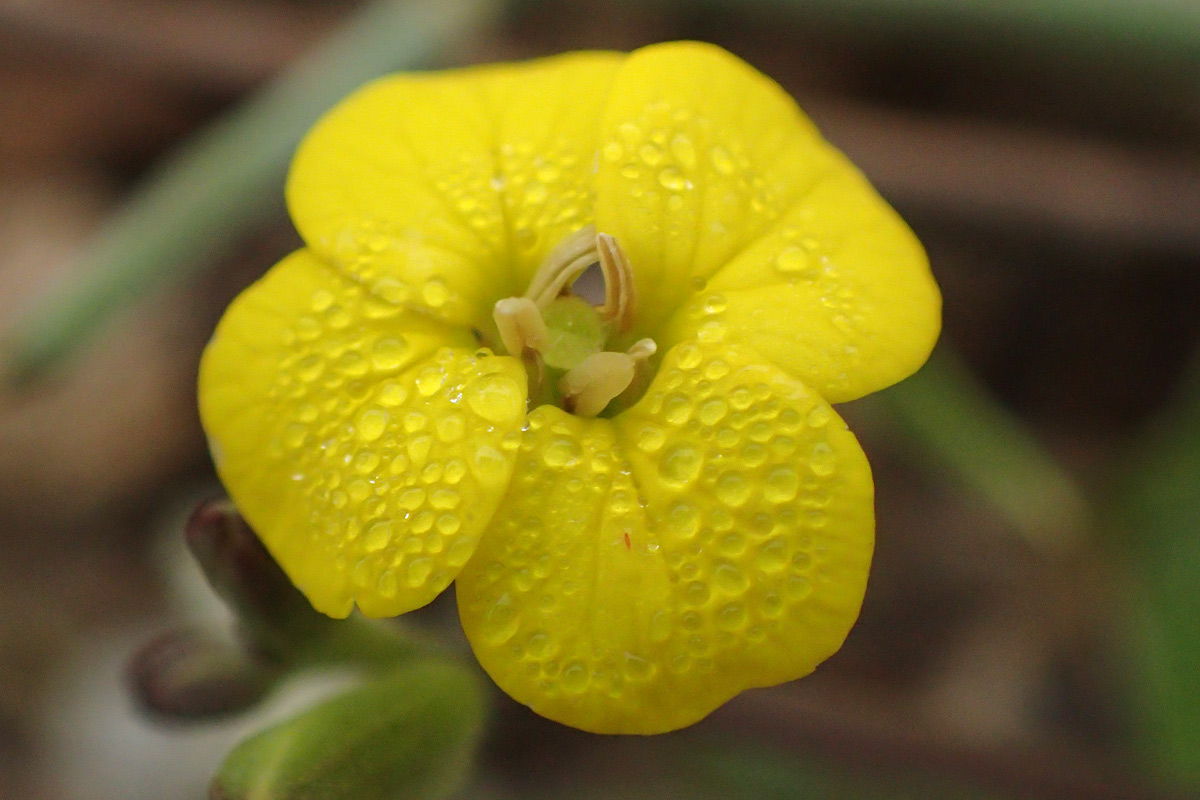 Image of Erysimum pusillum ssp. hayekii specimen.