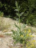 Cephalaria transsylvanica