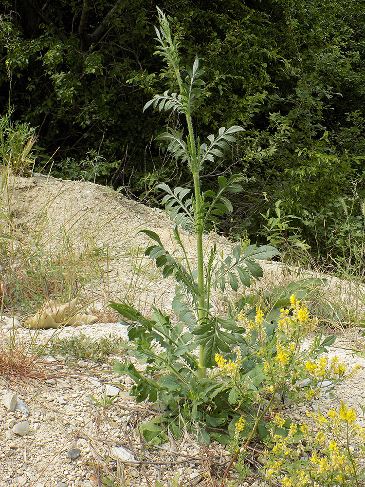 Image of Cephalaria transsylvanica specimen.