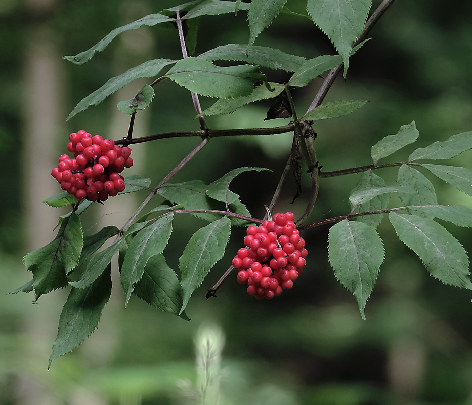 Image of Sambucus racemosa specimen.