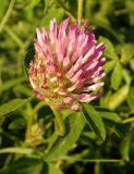 Trifolium pratense. Верхушка побега с соцветием. Крым, Белогорский р-н, склон горы между Топловским монастырём и дорогой. 12.08.2018.