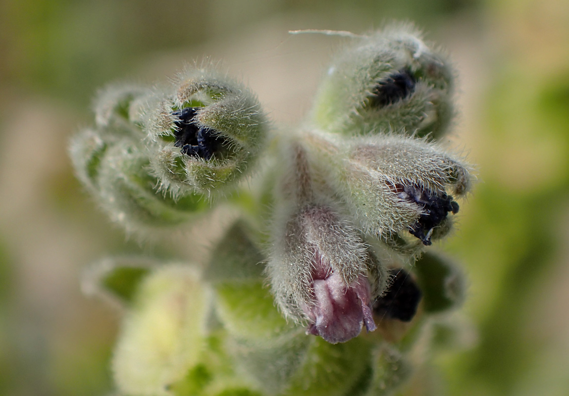 Изображение особи Cynoglossum columnae.