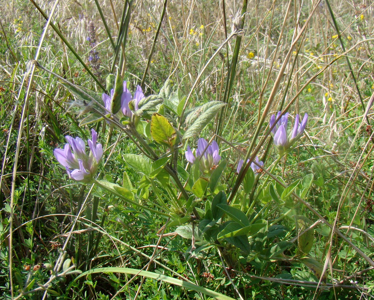 Image of Psoralea bituminosa ssp. pontica specimen.