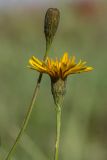 Scorzoneroides autumnalis. Верхушки побегов с нераскрывшимся (слева) и раскрывшимся соцветиями. Башкортостан, окр. г. Стерлитамак, влажный сенокосный луг. 02.09.2018.