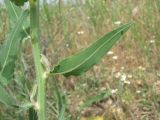 Chondrilla latifolia. Часть побега; виден лист снизу. Дагестан, Кумторкалинский р-н, долина р. Шураозень, степь. 06.05.2018.