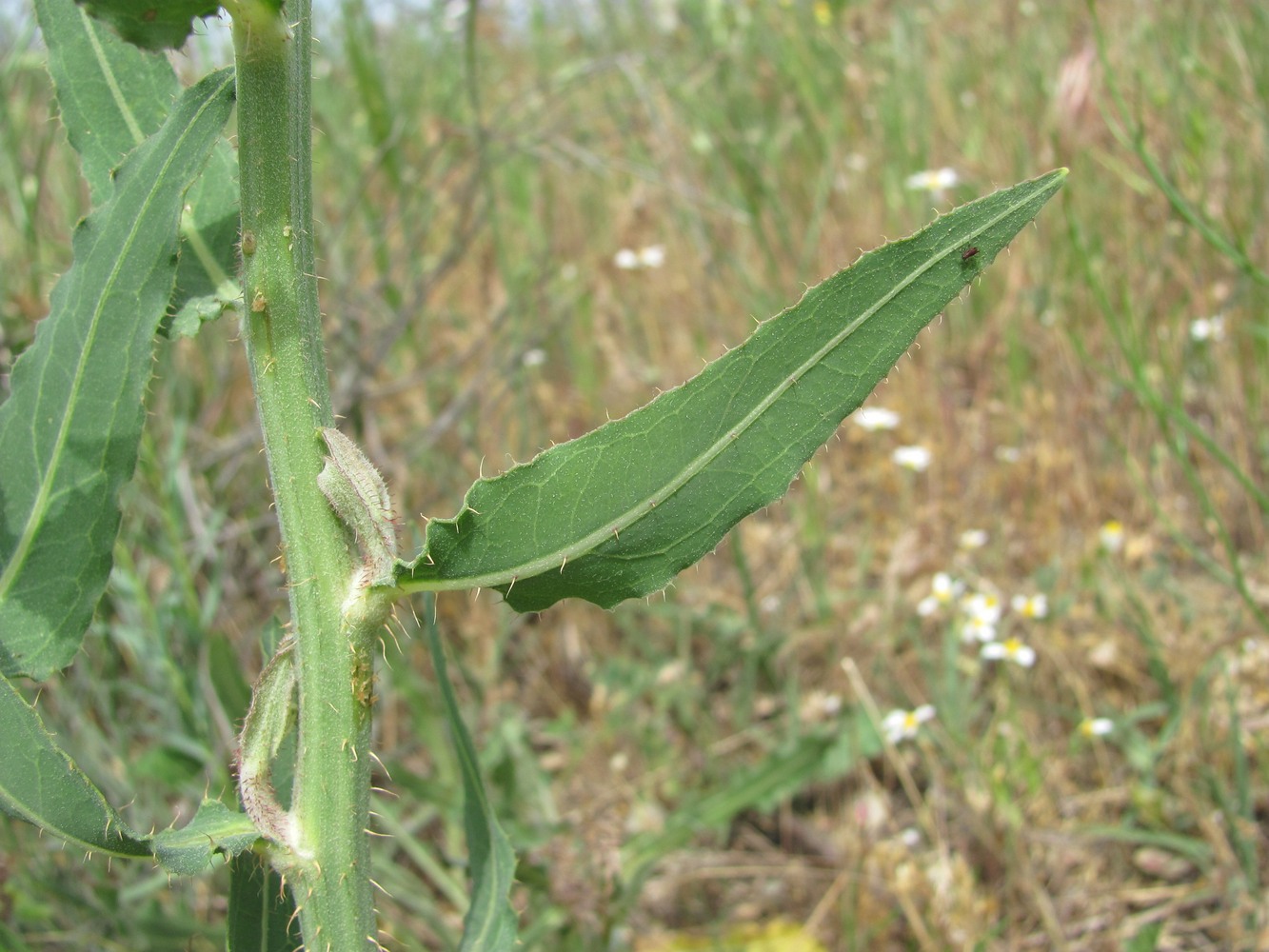 Image of Chondrilla latifolia specimen.