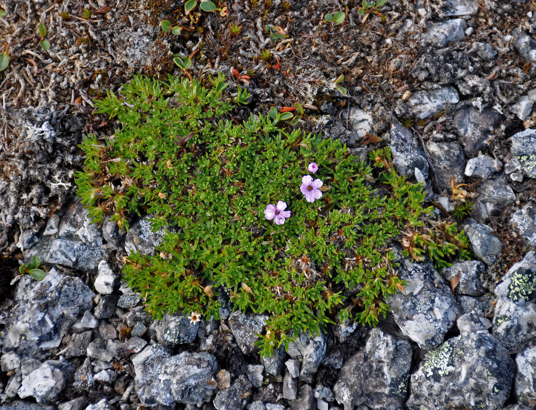 Изображение особи Silene acaulis.