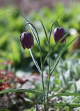 Fritillaria meleagris