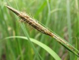 Carex rostrata