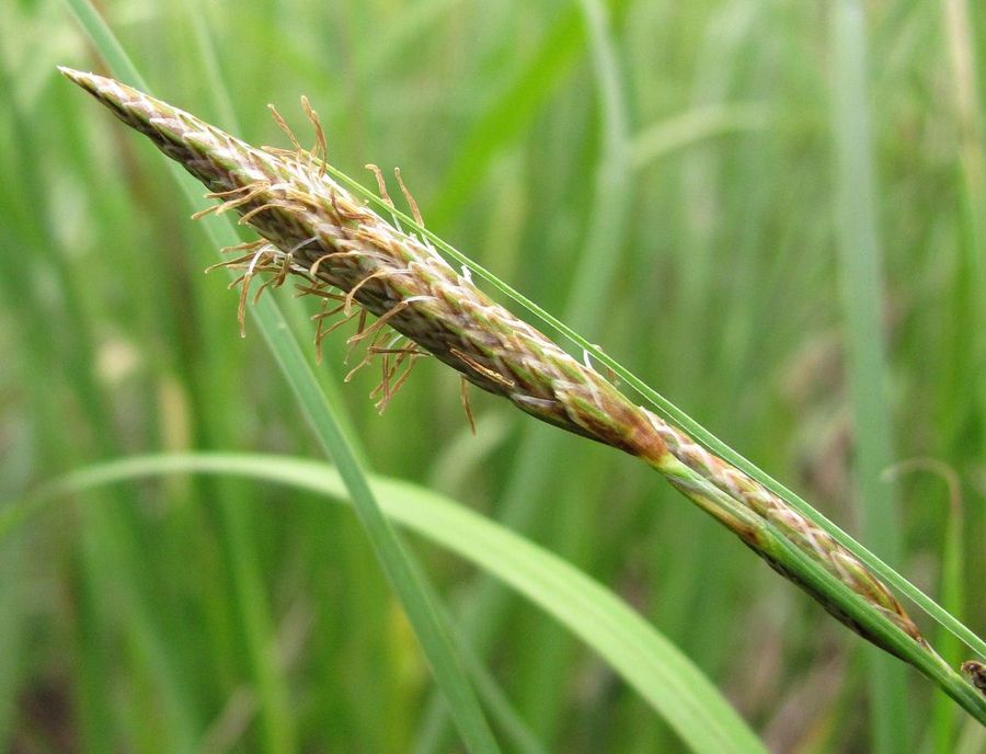 Изображение особи Carex rostrata.