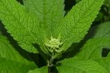 genus Eupatorium. Верхушка побега с развивающимся соцветием. Пермь, Свердловский р-н, в озеленении. 10 июля 2018 г.