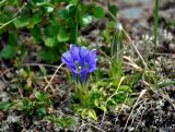 Gentiana grandiflora. Цветущее растение. Алтай, Катунский хребет, берег оз. Поперечное, ≈ 1800 м н.у.м., горная тундра. 02.07.2018.