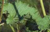 Rumex gmelinii