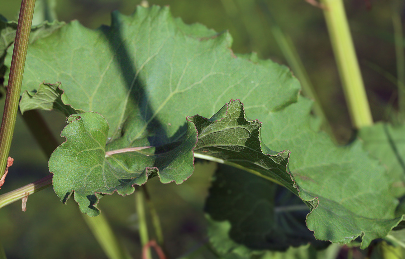 Image of Rumex gmelinii specimen.