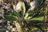 Verbascum gnaphalodes. Вегетирующее растение. Краснодарский край, г. Сочи, Лазаревский р-н, аул Большой Кичмай, берег реки. 19.08.2018.