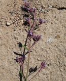 Nepeta micrantha