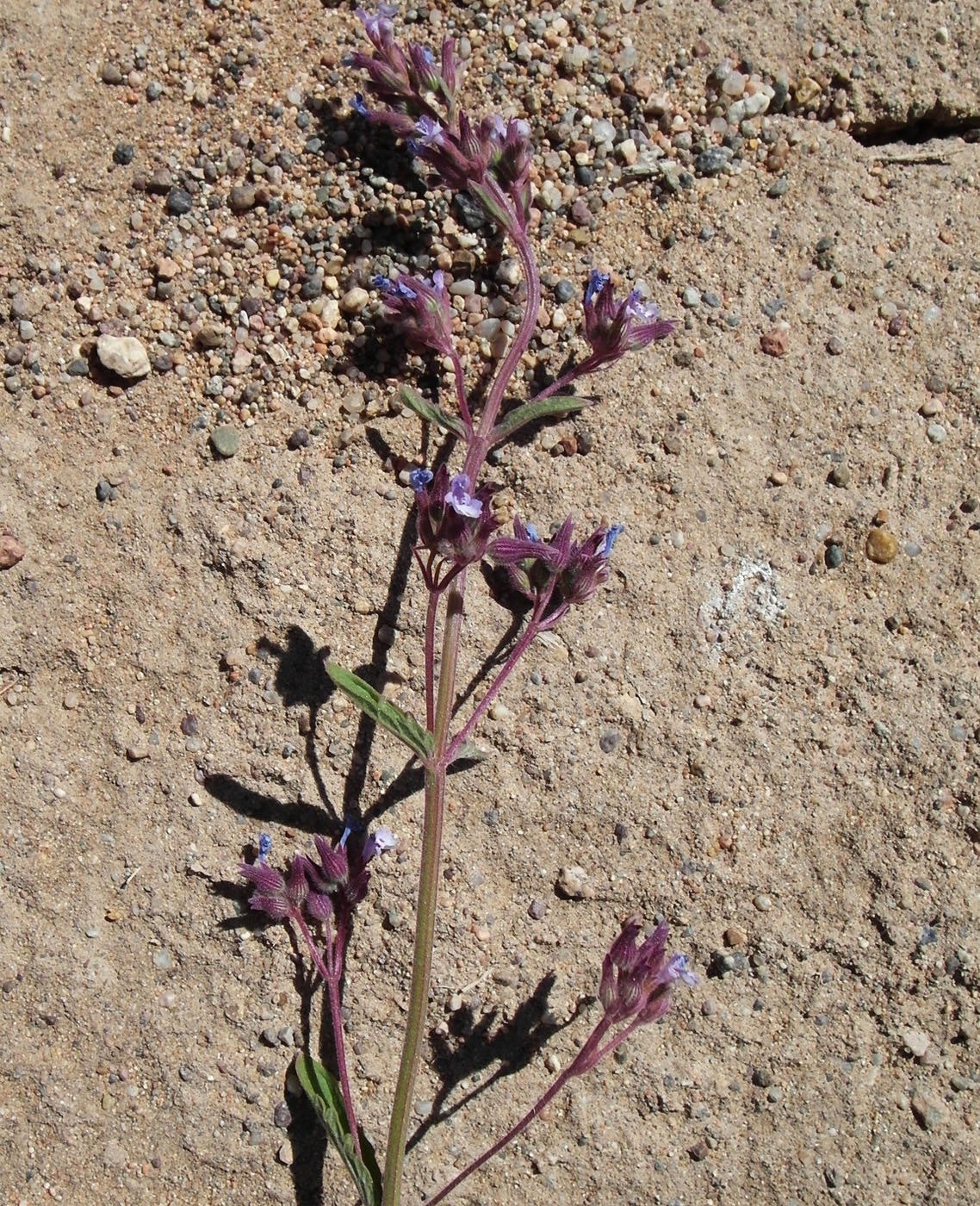 Image of Nepeta micrantha specimen.