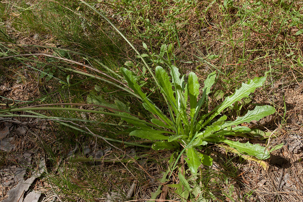 Image of Hypochaeris radicata specimen.