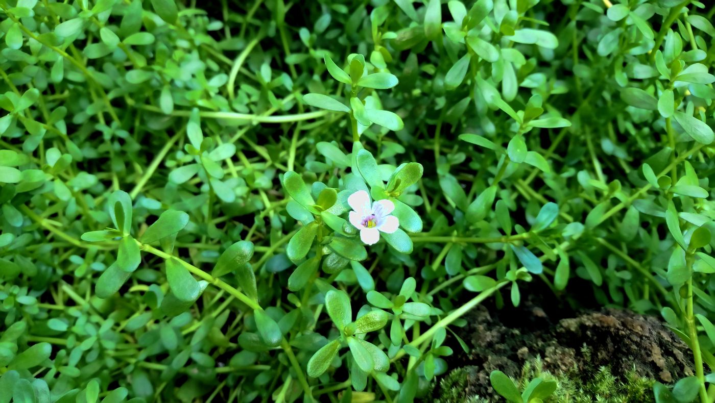 Изображение особи Bacopa monnieria.