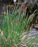 genus Carex