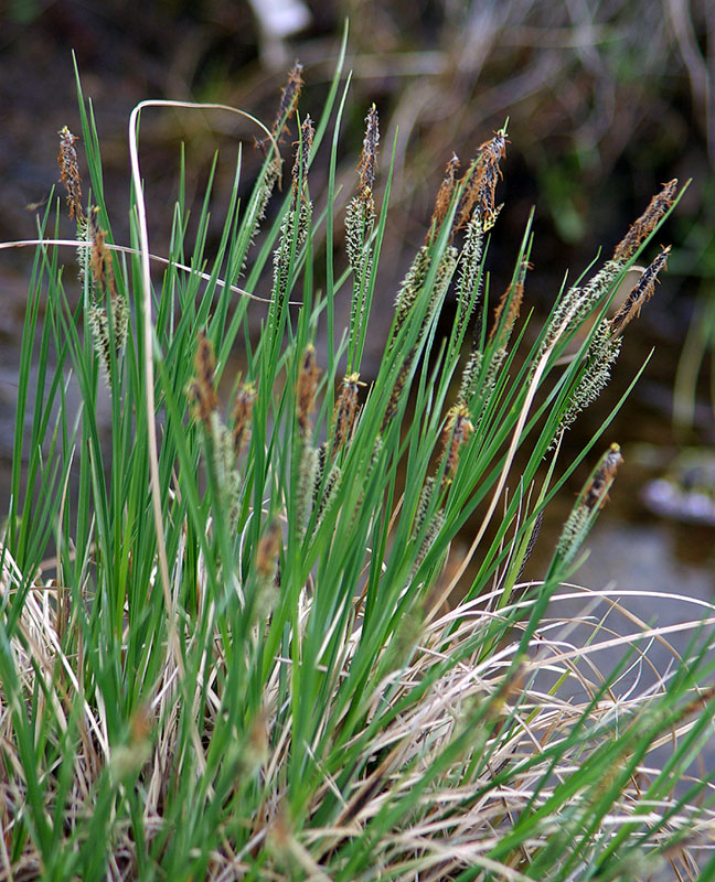 Изображение особи род Carex.