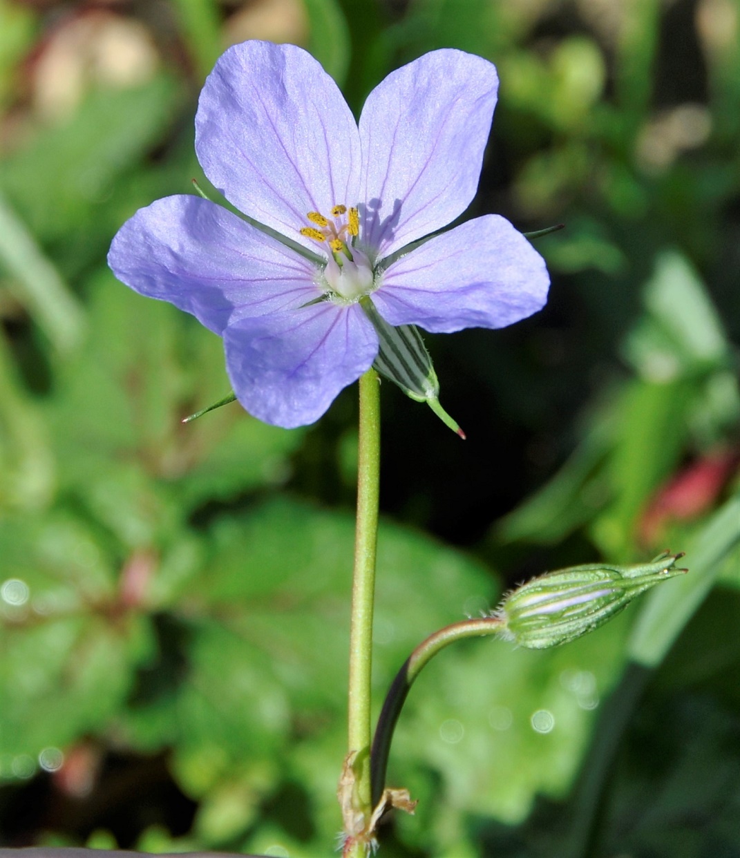 Изображение особи Erodium botrys.