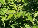 Sambucus sibirica. Листья. Пермский край, Добрянский р-н, Вильвенское сельское поселение, окр. дер. Боковая, долина р. Вильва, разнотравный луг. 23 июля 2018 г.