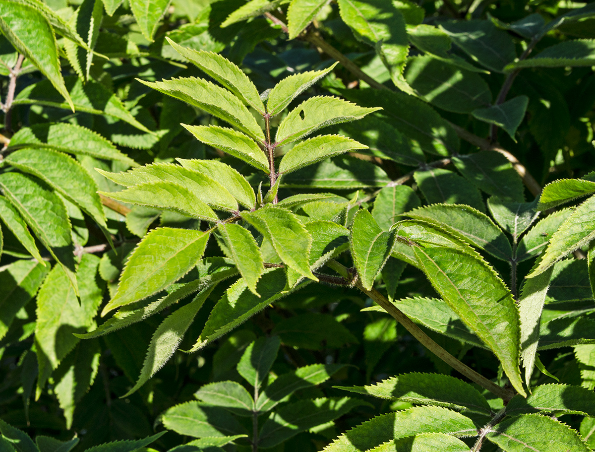 Изображение особи Sambucus sibirica.