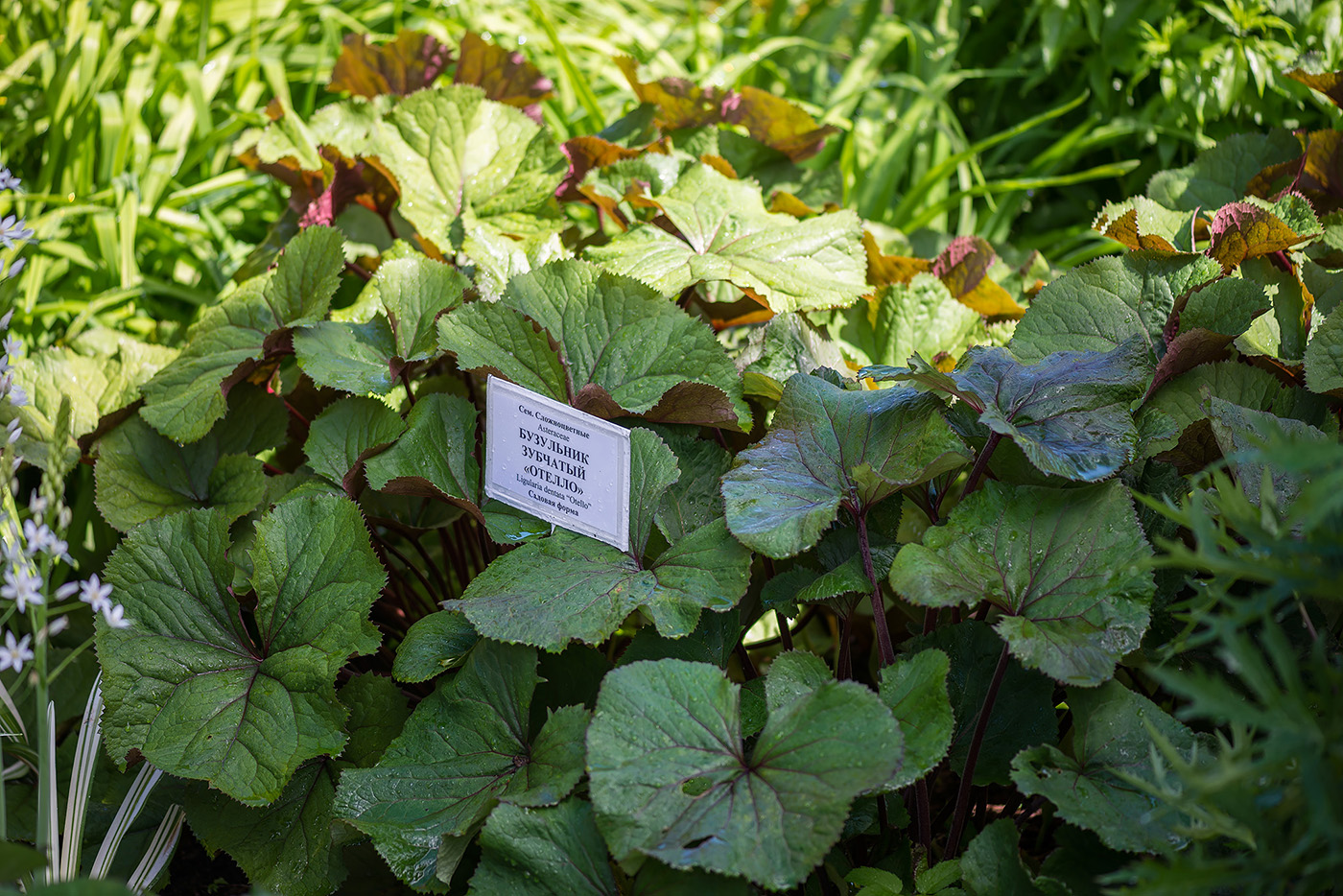 Изображение особи Ligularia dentata.