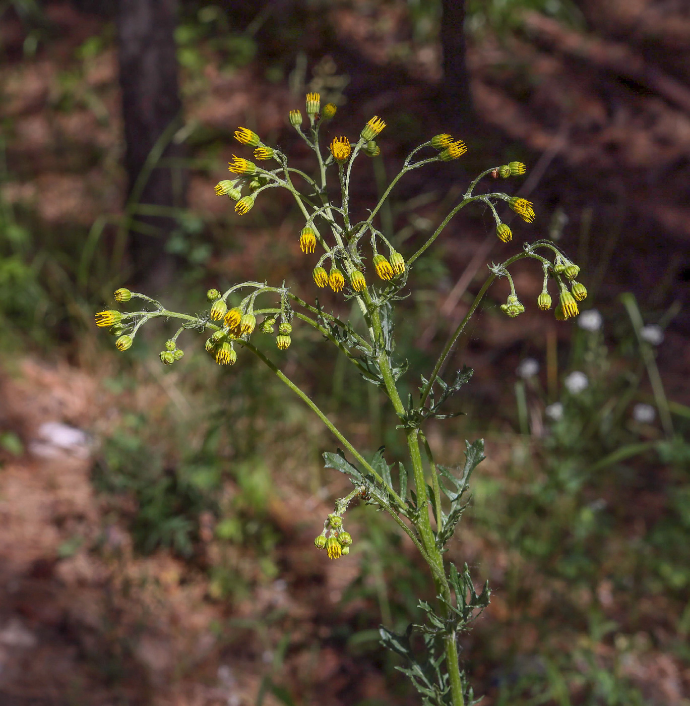 Image of Senecio jacobaea specimen.